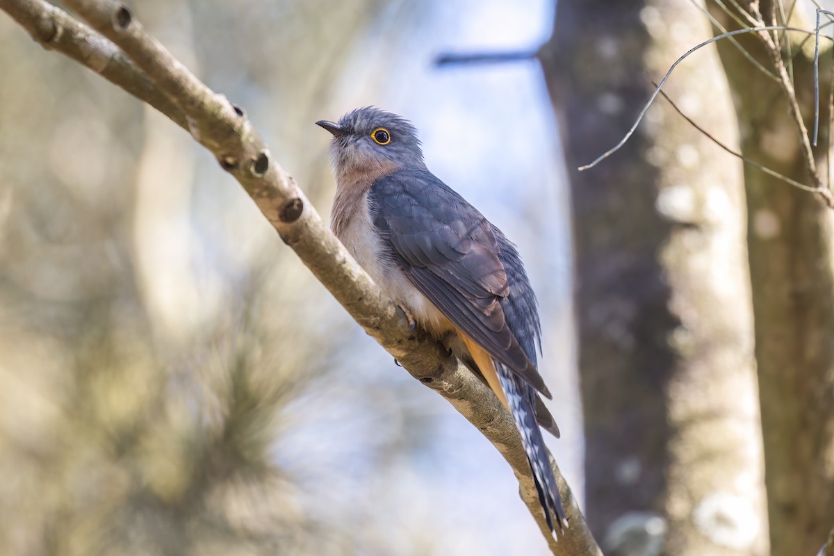 Fan-tailed Cuckoo - ML609528171