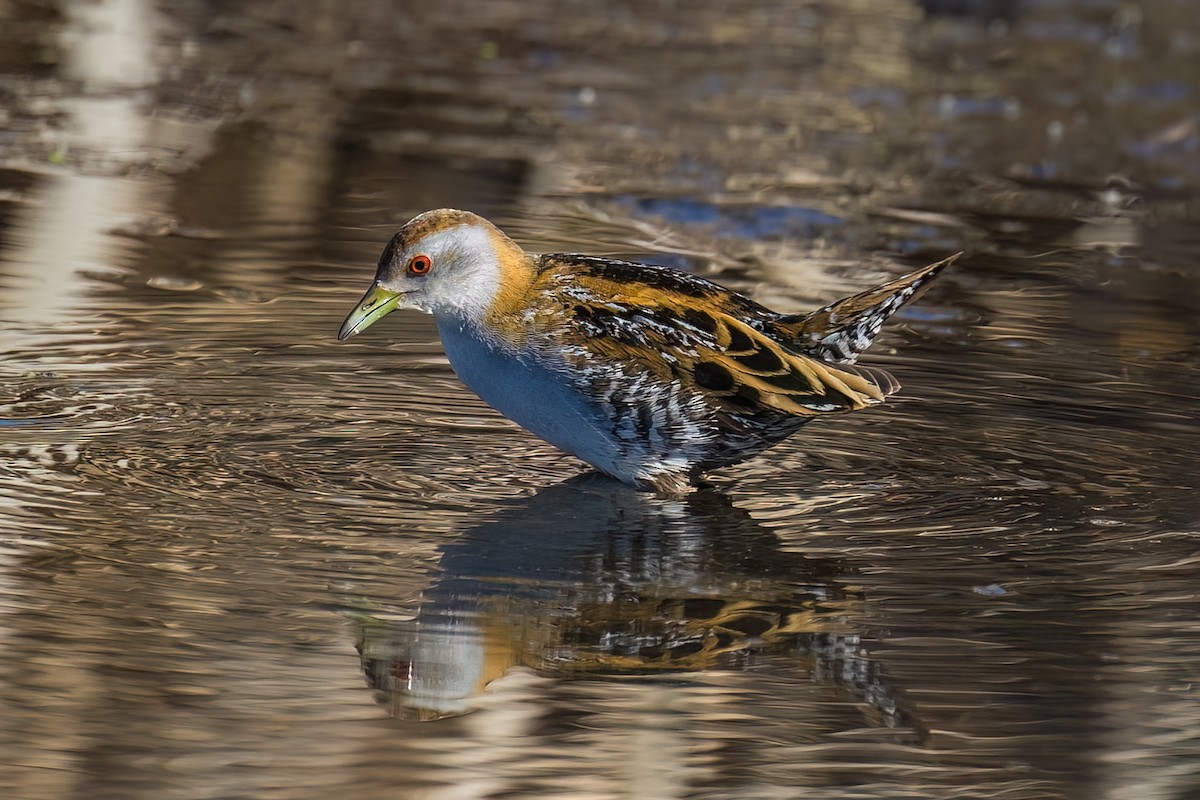 Baillon's Crake - ML609528182