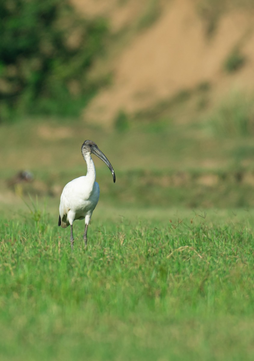 Black-headed Ibis - ML609528185