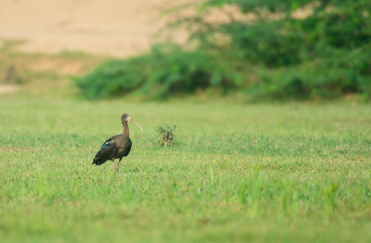 Red-naped Ibis - ML609528187