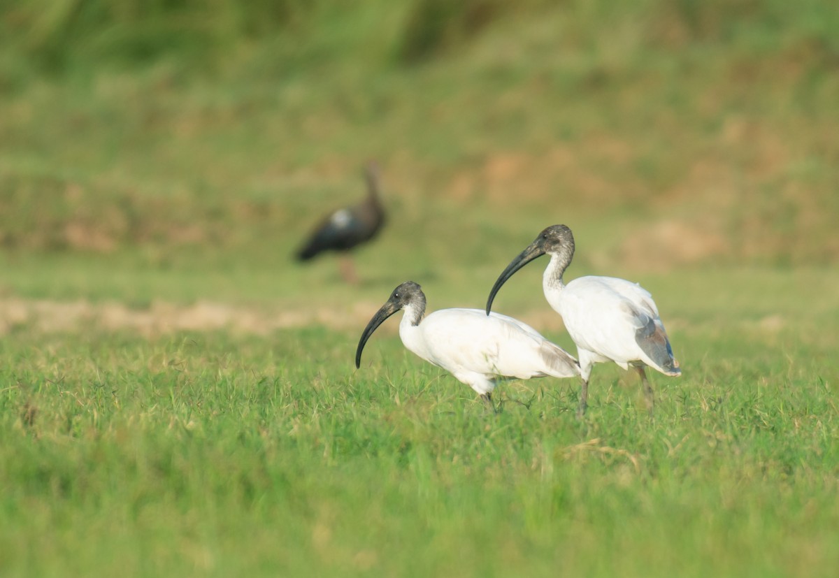 Black-headed Ibis - ML609528189