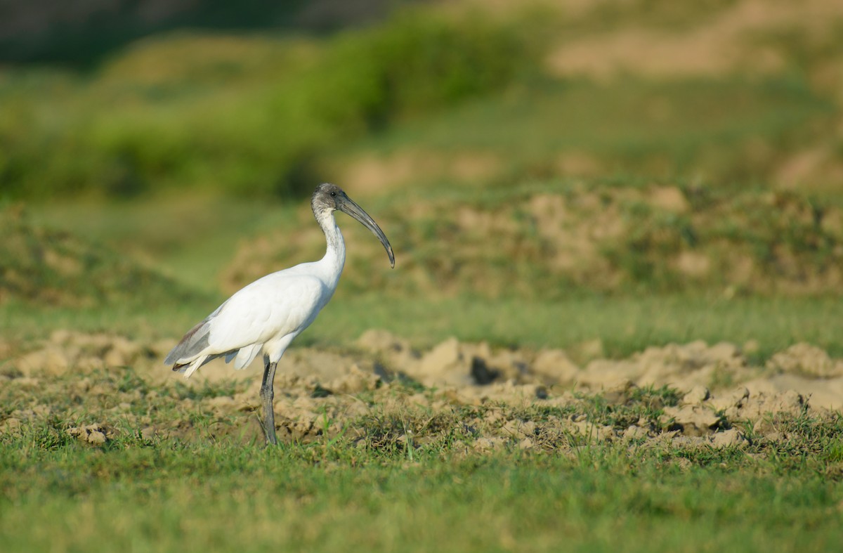 Black-headed Ibis - ML609528193