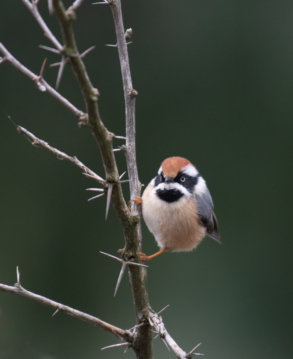 Black-throated Tit - ML609528201