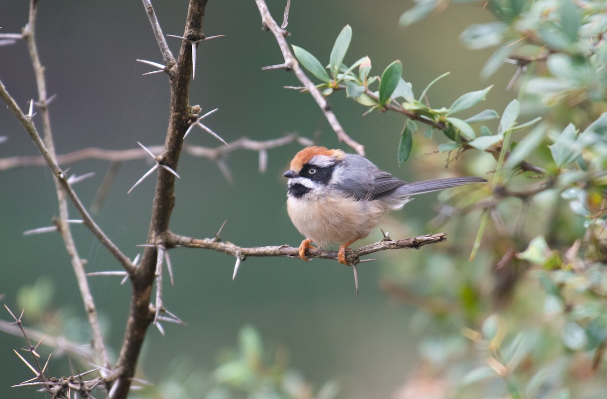 Black-throated Tit - ML609528202