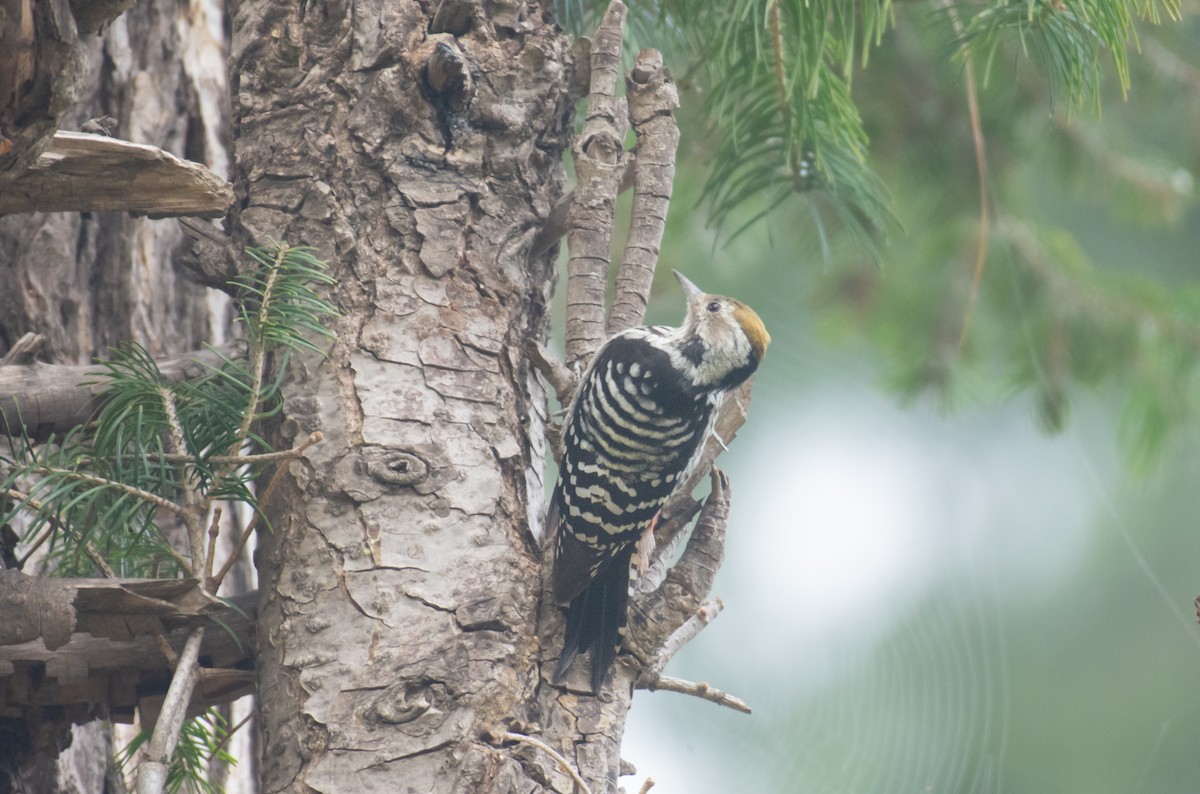 Brown-fronted Woodpecker - ML609528209