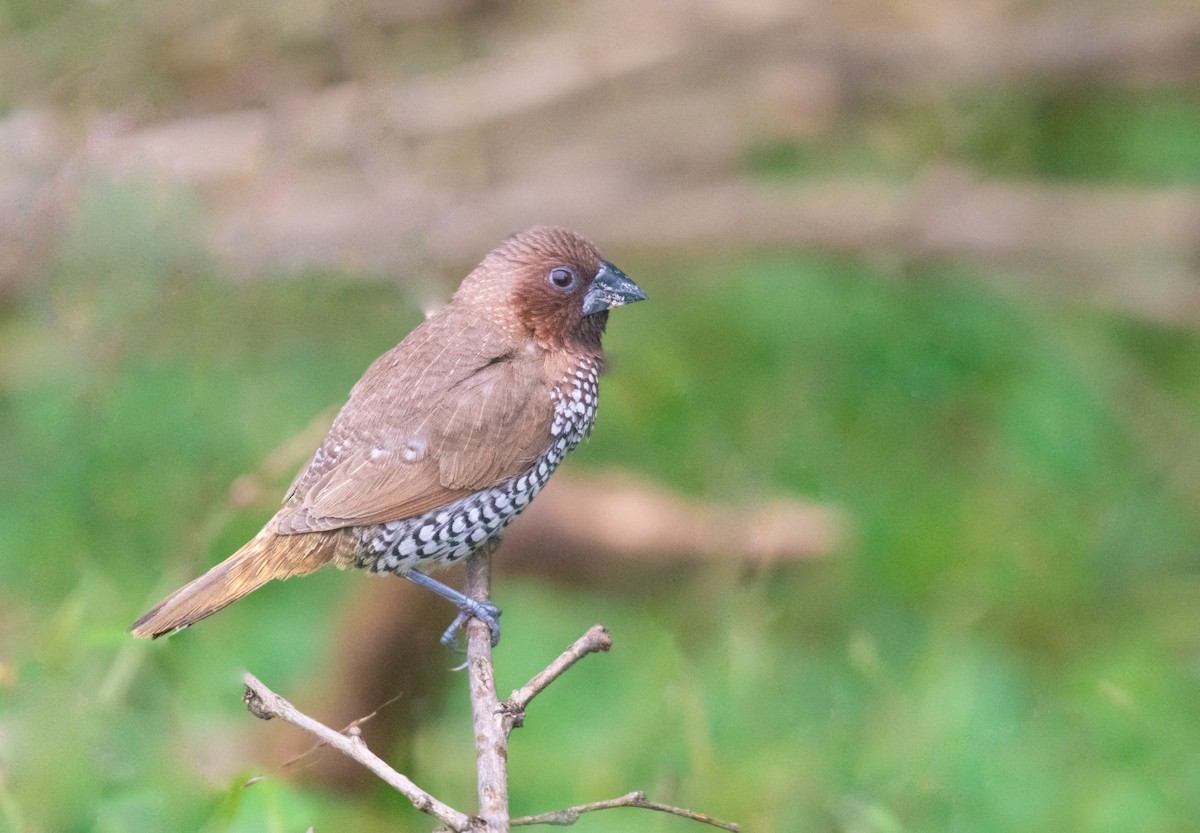 Scaly-breasted Munia - ML609528211