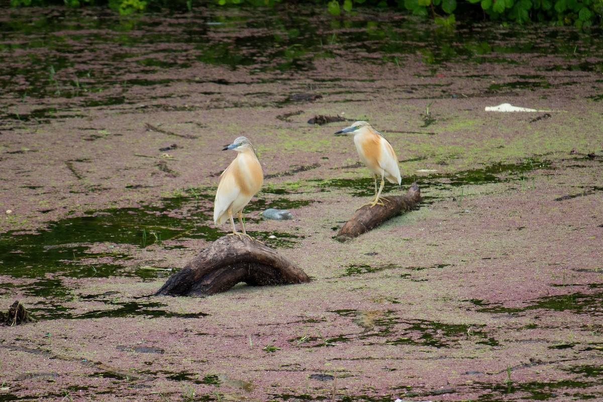 Squacco Heron - Veselina Shumanova