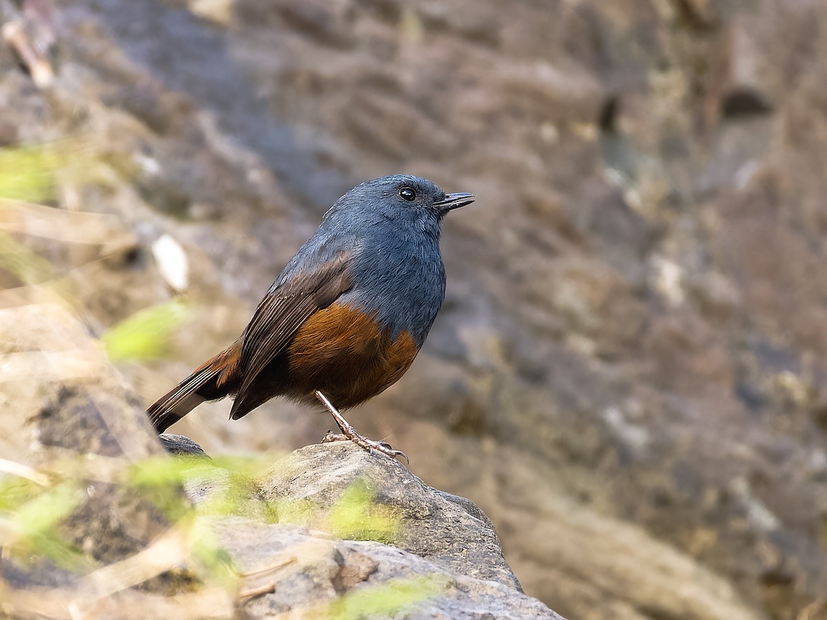 Luzon Redstart - ML609528432