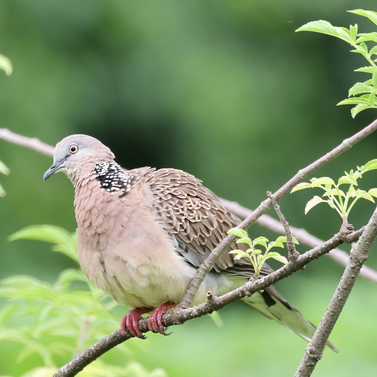 珠頸斑鳩 - ML609528450