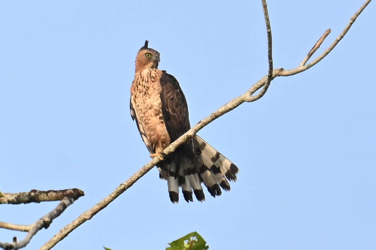 Wallace's Hawk-Eagle - Kung-Kuo Chiang