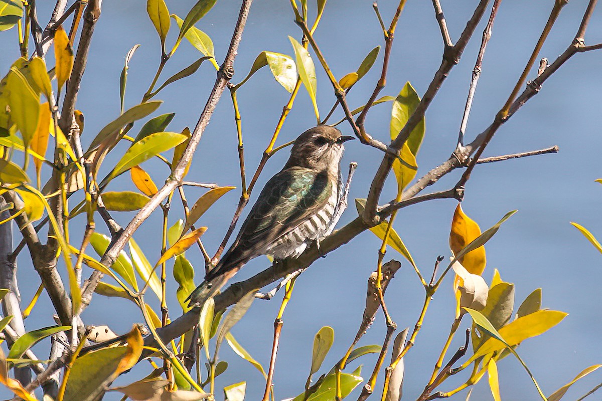 Horsfield's Bronze-Cuckoo - ML609528506