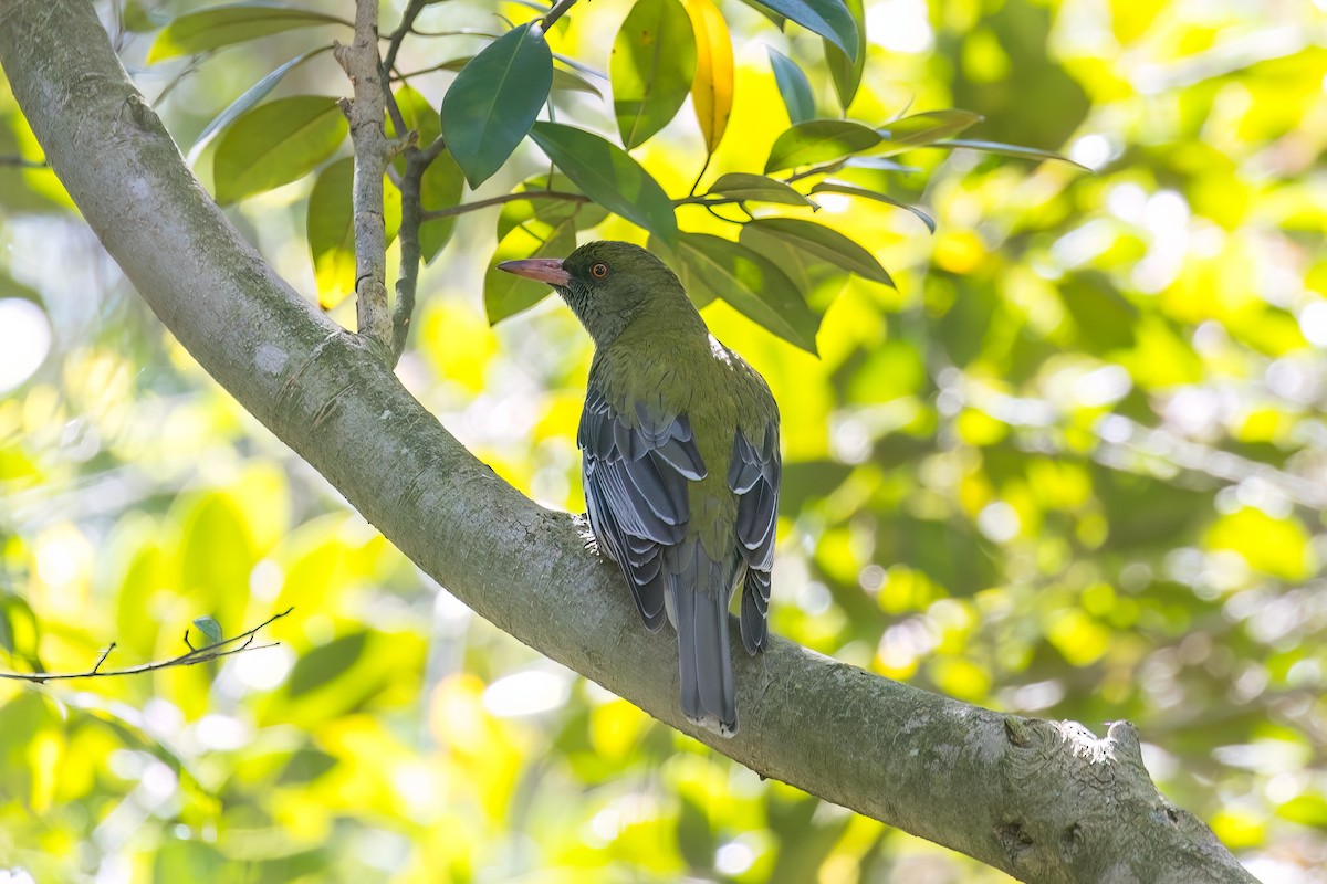 Olive-backed Oriole - ML609528509