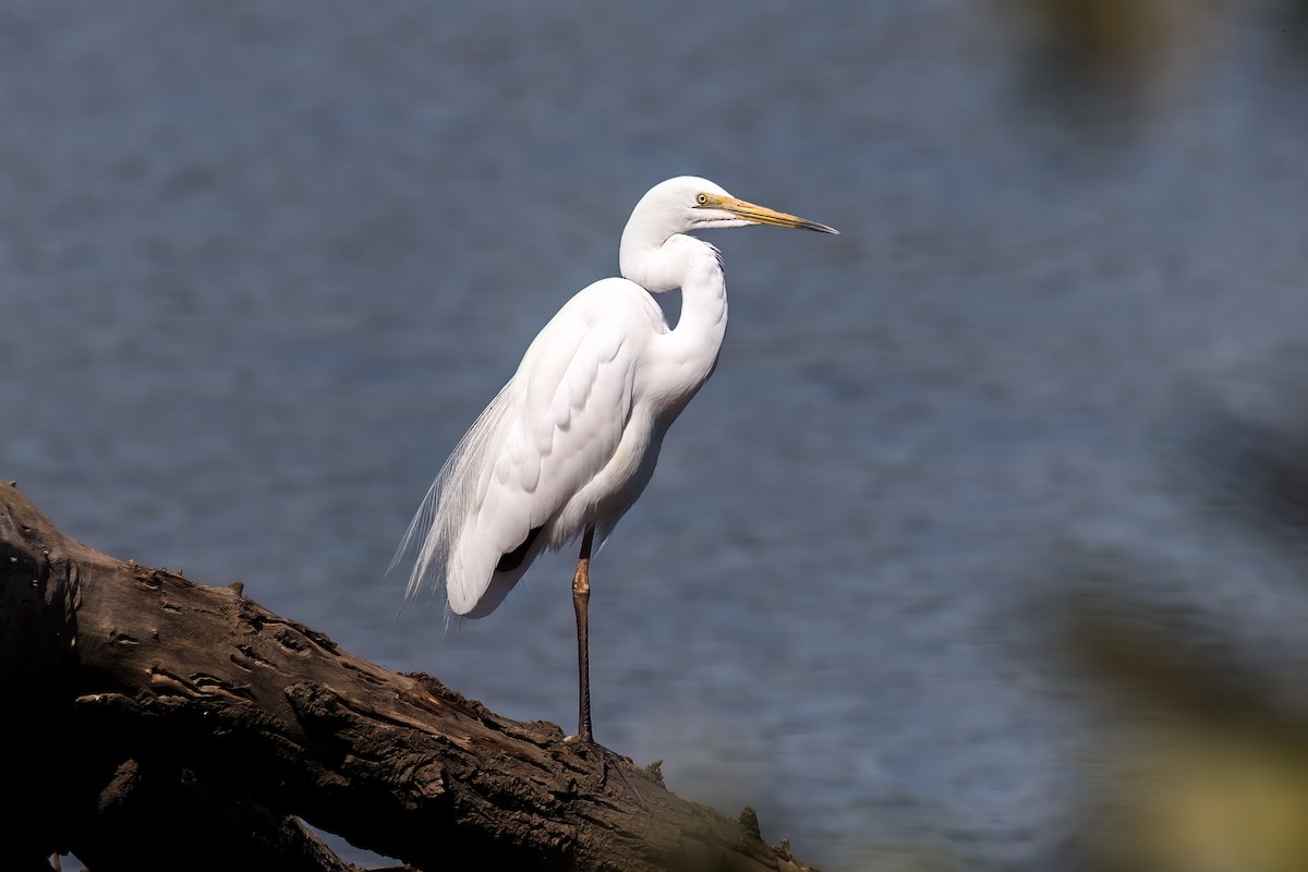 Great Egret - Stephanie Owen