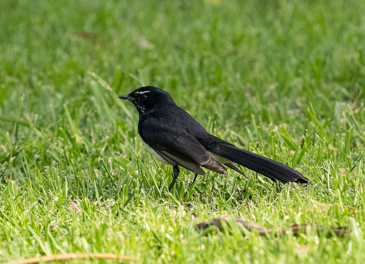 Willie-wagtail - Simon Colenutt