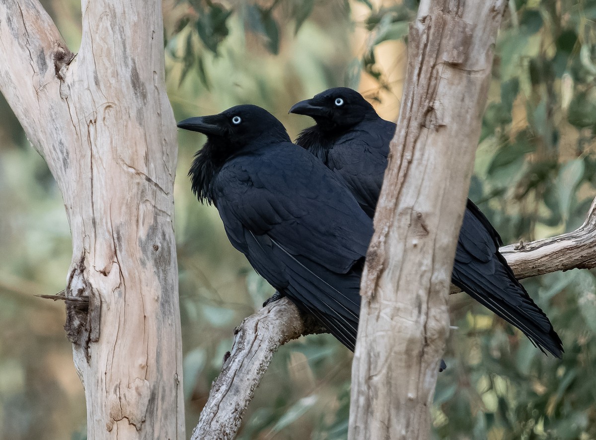 Australian Raven - Simon Colenutt
