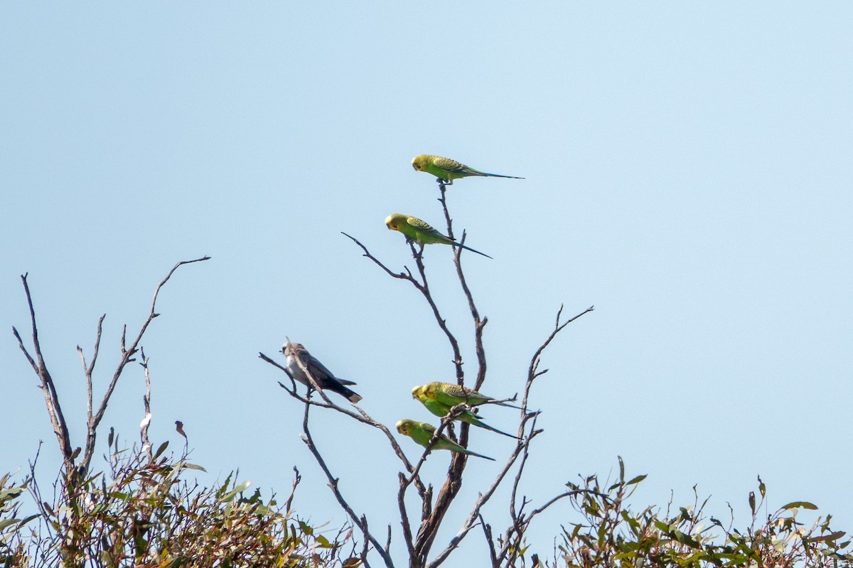 Budgerigar - ML609528714