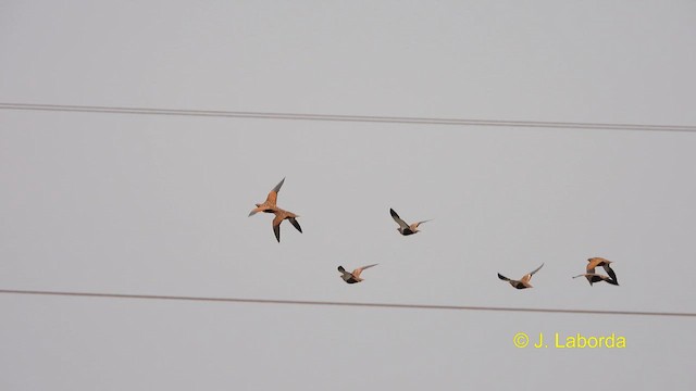 Ganga unibande - ML609528774