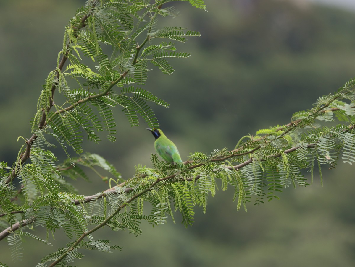 Golden-fronted Leafbird - ML609528784