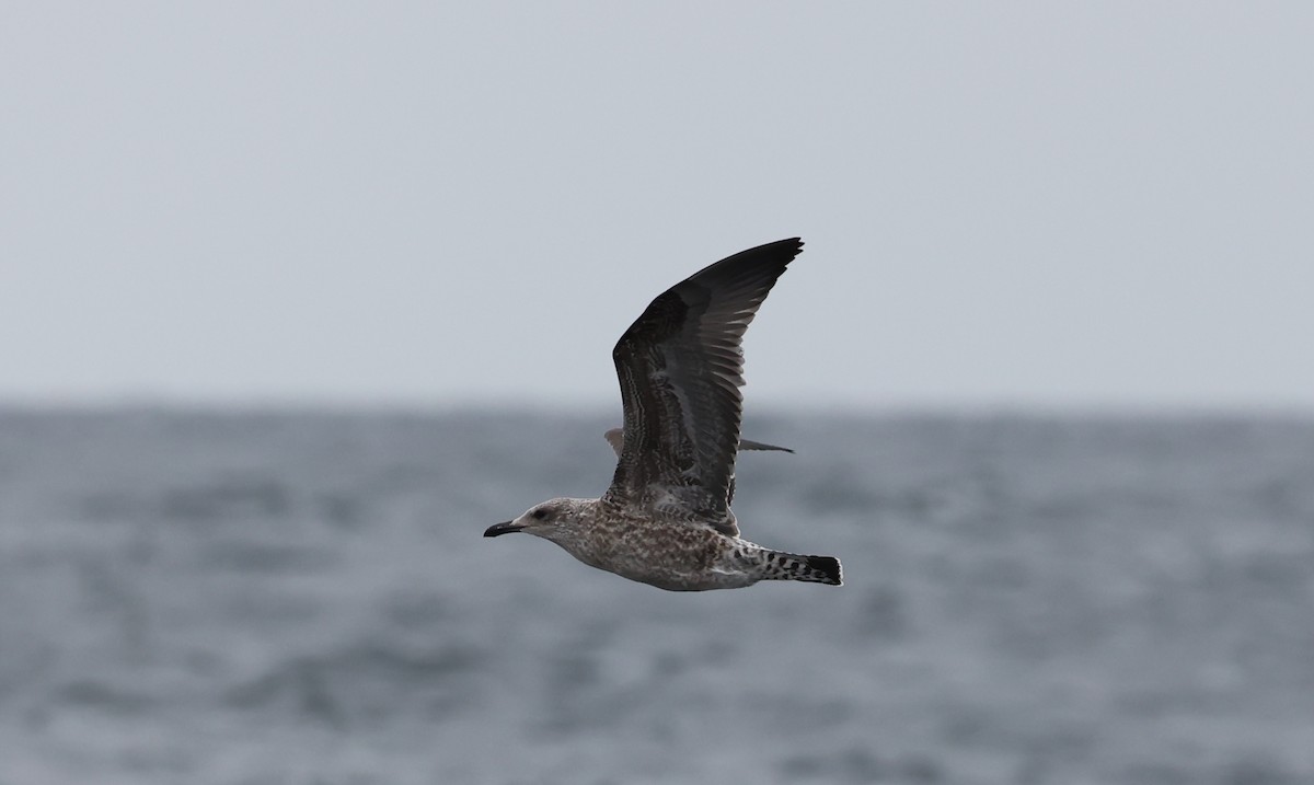 Lesser Black-backed Gull - Kjell Wallin