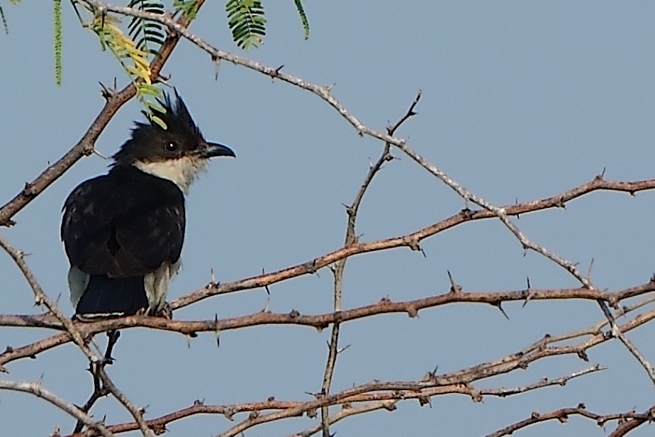 Pied Cuckoo - Selvarajan V