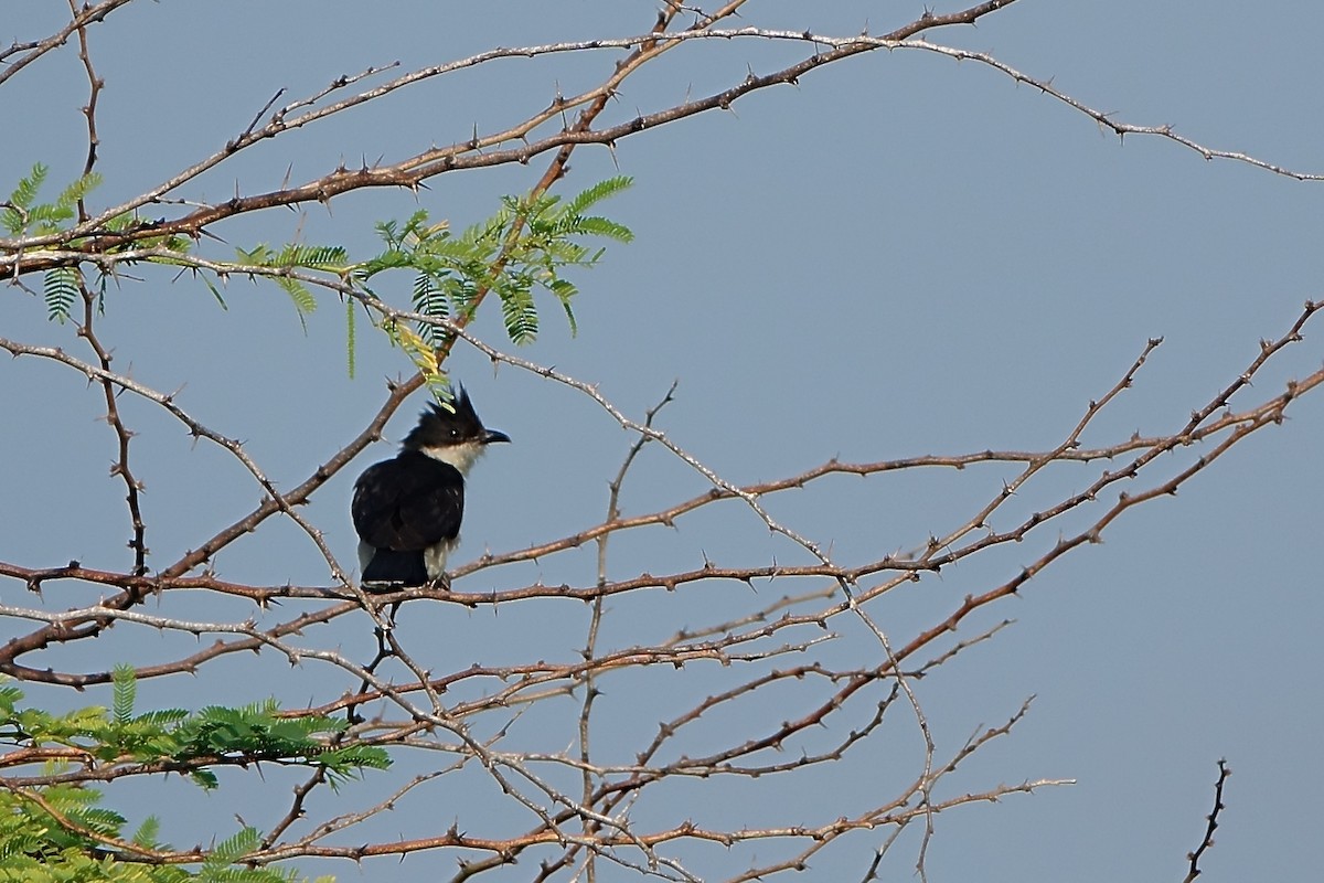 Pied Cuckoo - Selvarajan V
