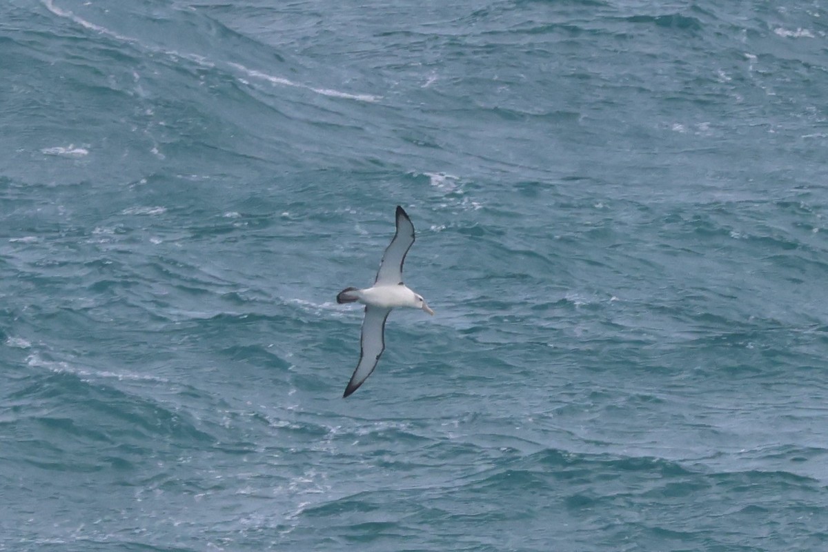 White-capped Albatross (cauta) - ML609528897