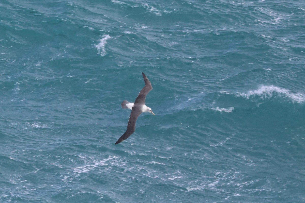 White-capped Albatross (cauta) - ML609528898