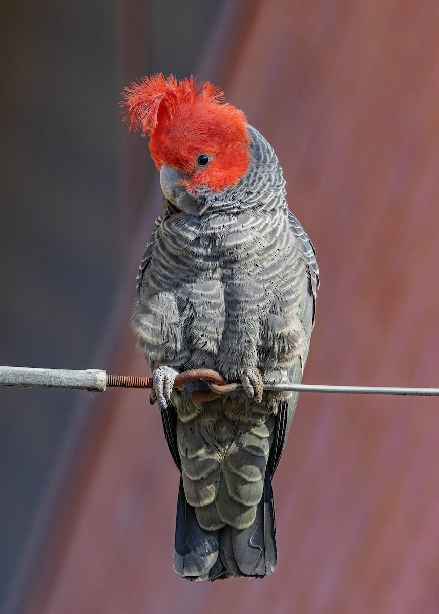 Cacatoès à tête rouge - ML609528902