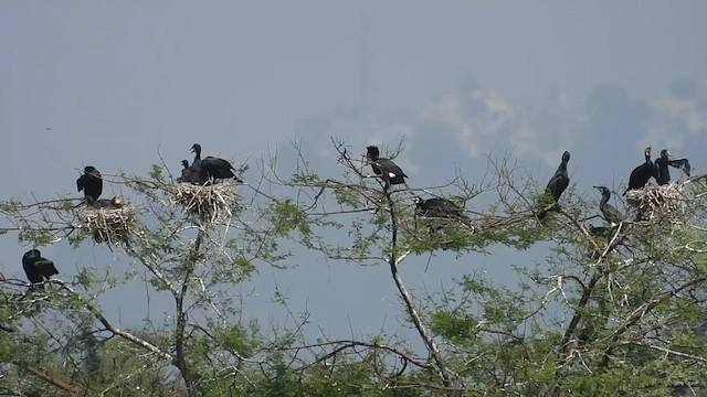 Great Cormorant - ML609528904