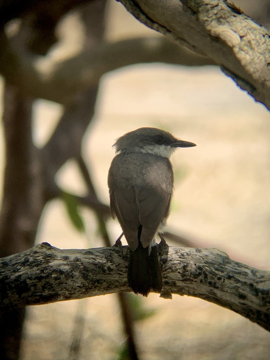 Mangrove Robin - ML609528919