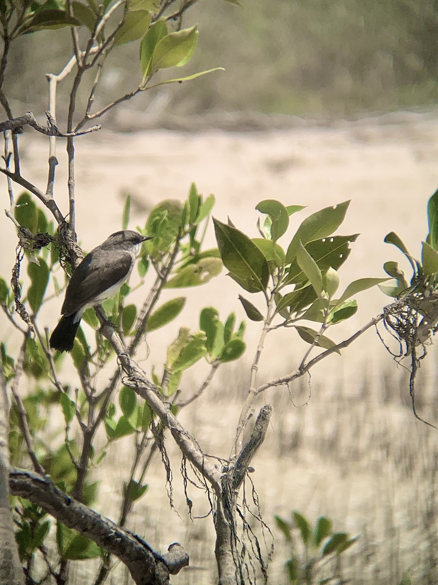 Mangrove Robin - ML609528920