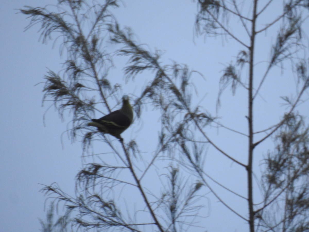 Gray-fronted Green-Pigeon - ML609528936