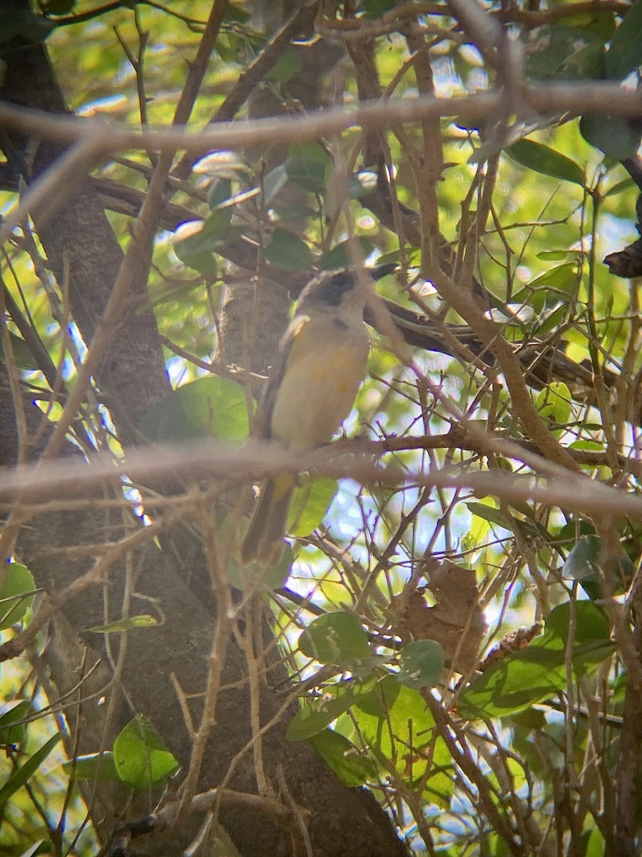 Black-tailed Whistler - E . V