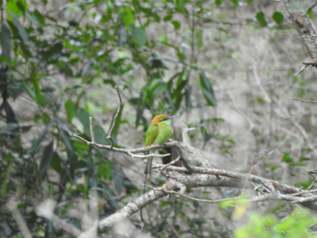 Asian Green Bee-eater - ML609528949