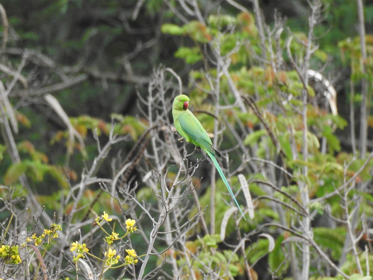 Rose-ringed Parakeet - ML609528951