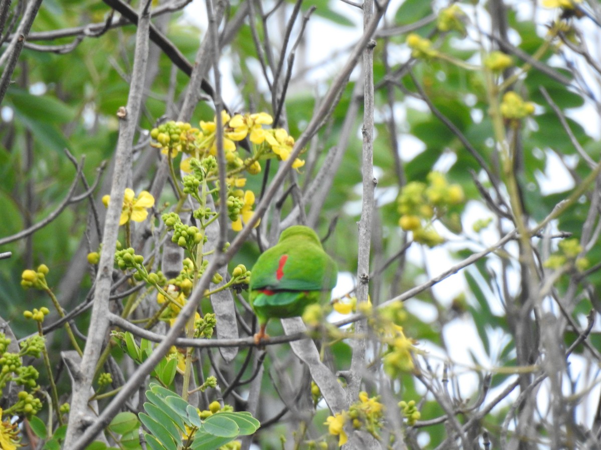 Vernal Hanging-Parrot - ML609528952