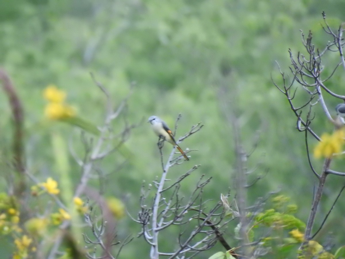 Small Minivet - Chins  Chandran