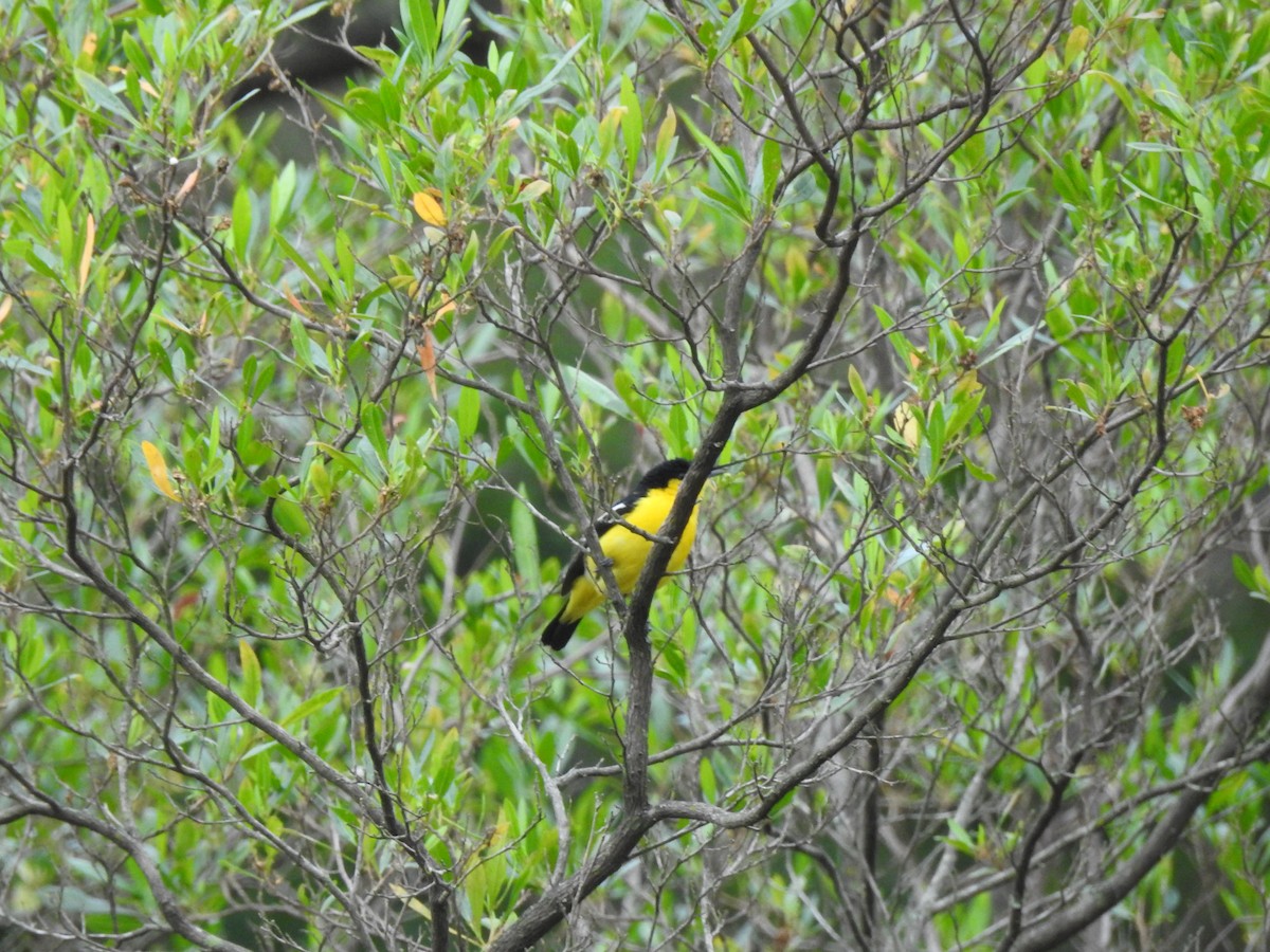 Common Iora - ML609528960