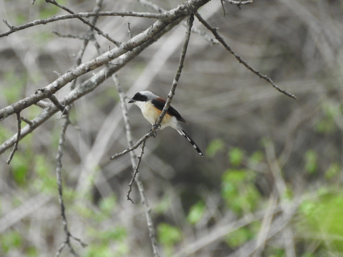 Bay-backed Shrike - ML609528962