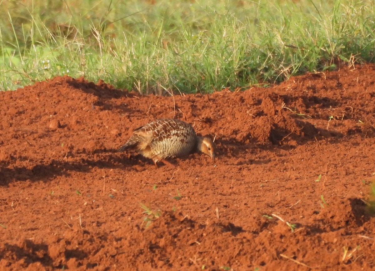 Gray Francolin - ML609528963