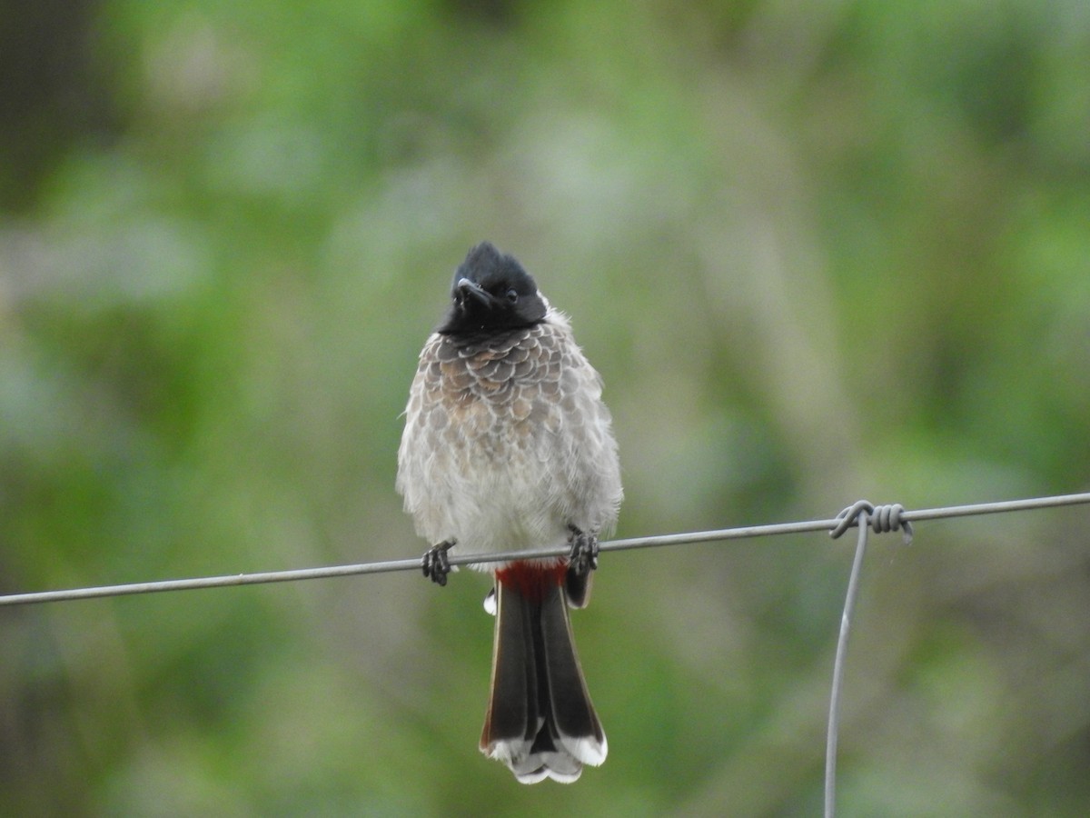 Red-vented Bulbul - ML609528964