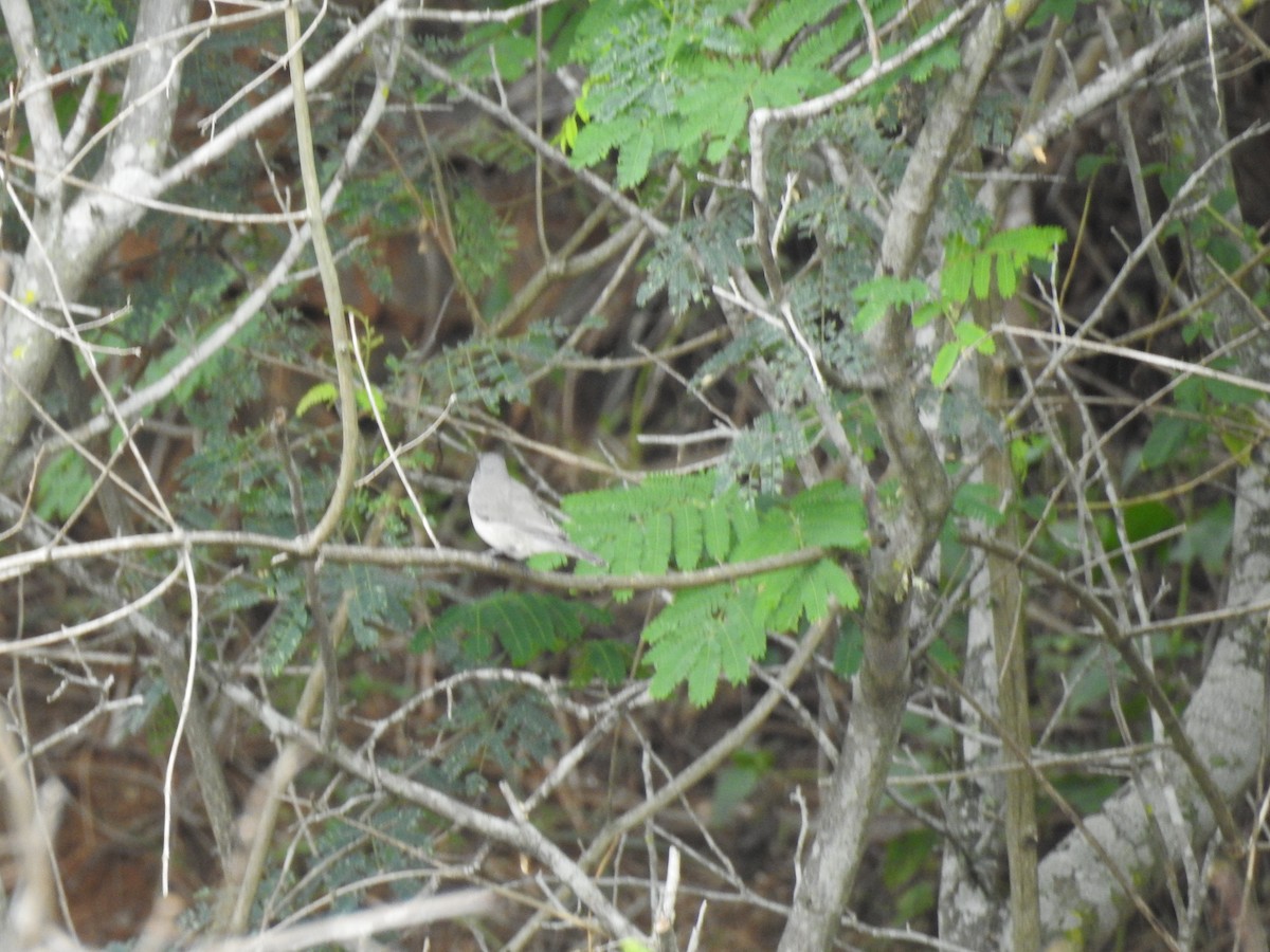 Тарчигнаа зэржгэнэ - ML609528968