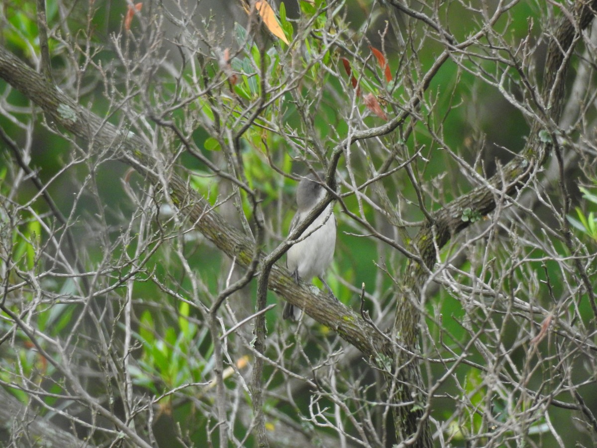 Тарчигнаа зэржгэнэ - ML609528969