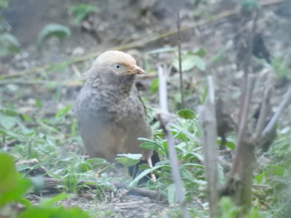Yellow-billed Babbler - ML609528970