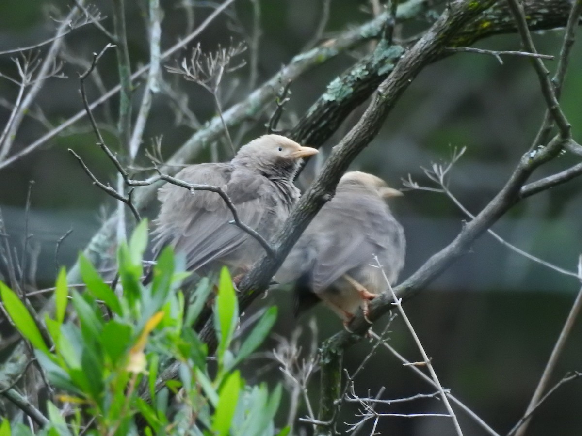 Yellow-billed Babbler - ML609528971