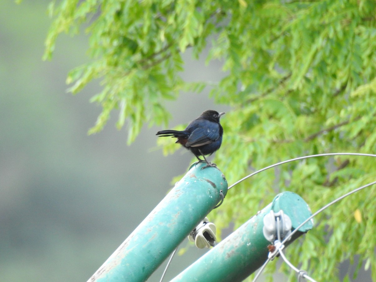 Indian Robin - ML609528974