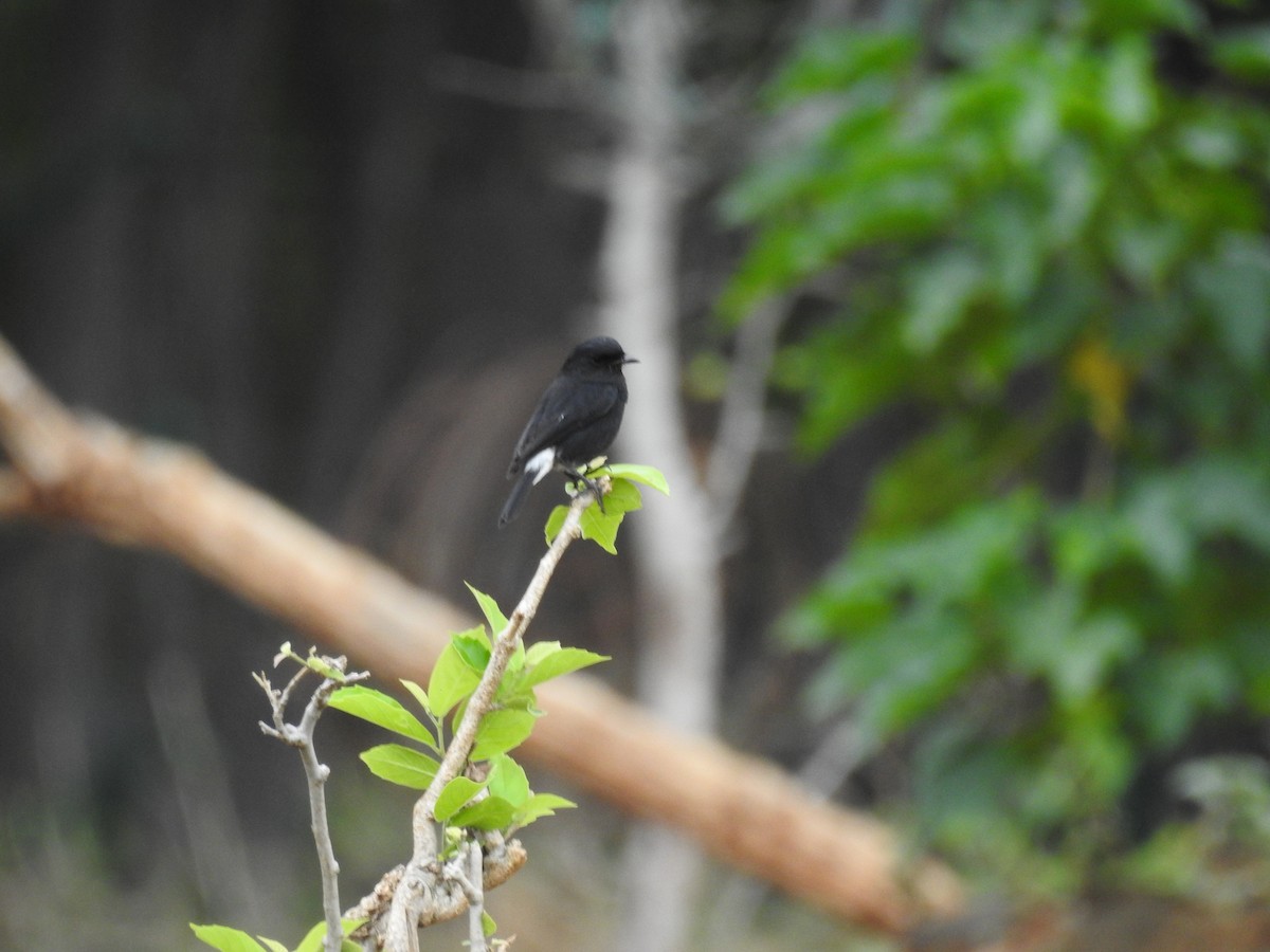 Pied Bushchat - ML609528976