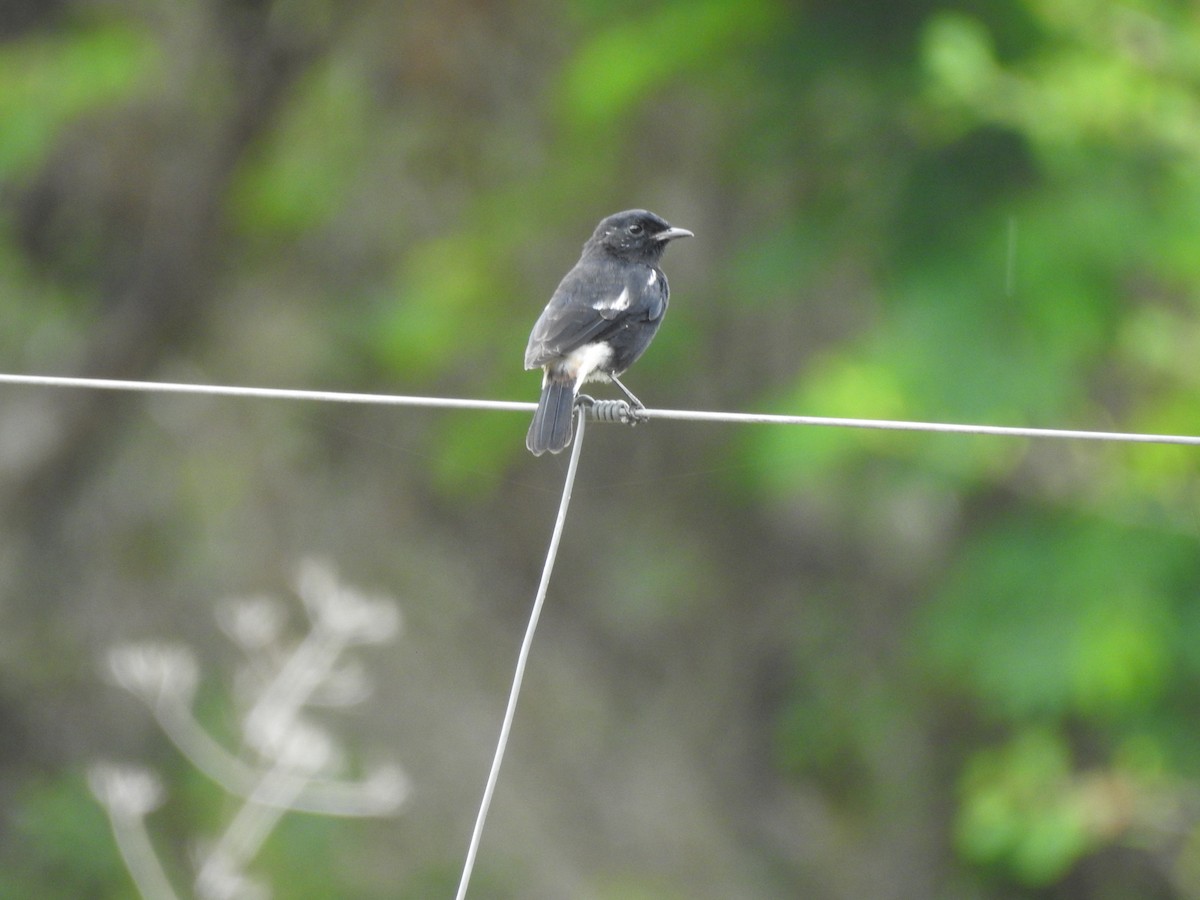 Pied Bushchat - ML609528977