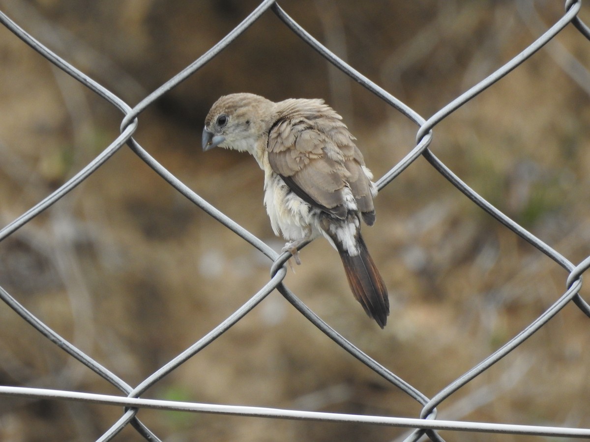 Indian Silverbill - ML609528980