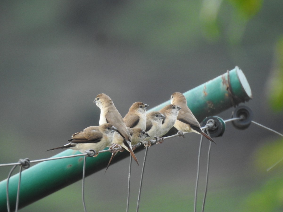 Indian Silverbill - ML609528981